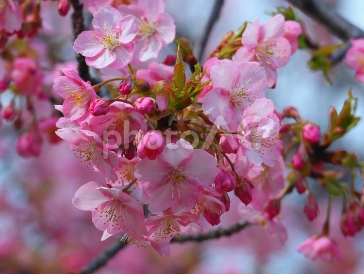 美しき  春爛漫 桜,春,河津桜の写真素材