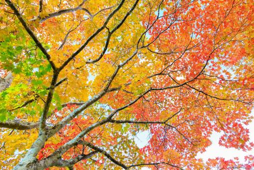 北海道の紅葉の写真