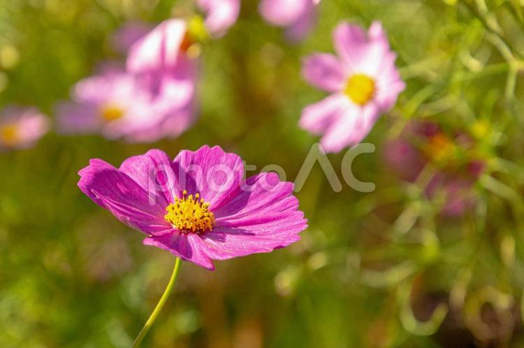 北海道　秋桜 花,緑,flowerの写真素材