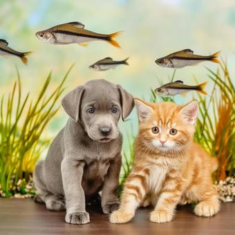 A puppy and a kitten photographed in front of a large aquarium, dog, puppy, cat, JPG