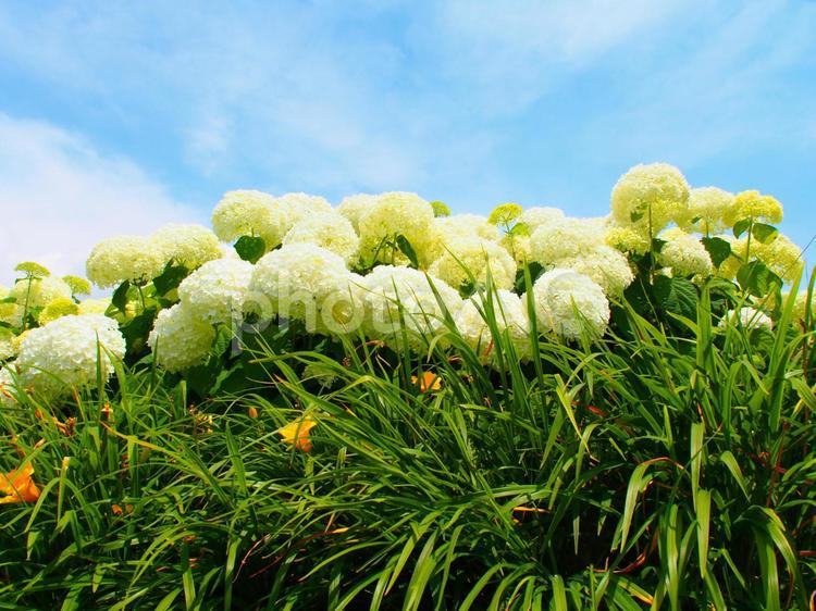 青空の下のアジサイ 青空,アジサイ,紫陽花の写真素材
