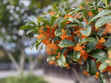 庭先のキンモクセイ キンモクセイ,芳香木,香りの写真素材