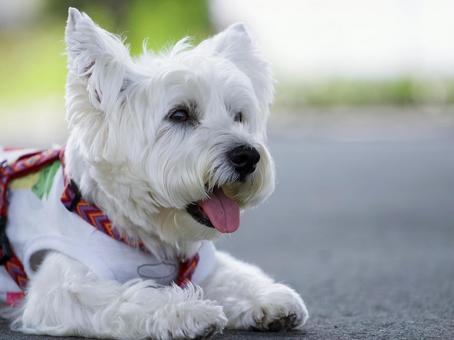 犬のポートレート 犬,ウェスティ,ウエストハイランドの写真素材