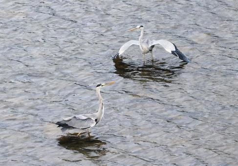 アオサギ6 アオサギ,鷺,鳥の写真素材