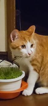 猫 食べてるのに 猫 食べてるのにの写真