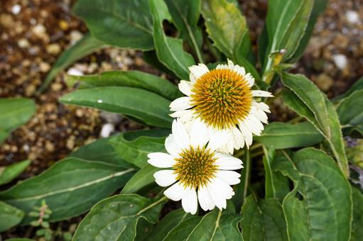 地面に咲く白い花と緑 地面に咲く白い花と緑 花,植物,花壇の写真素材