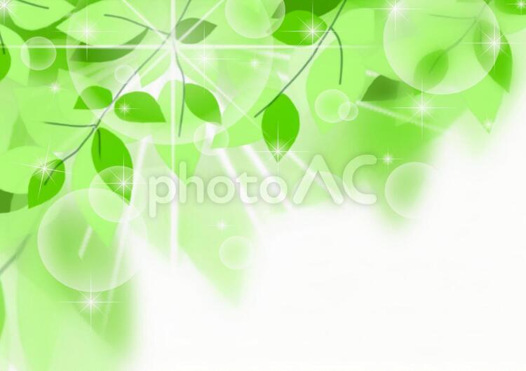 新緑の中の光 新緑,緑,グリーンの写真素材