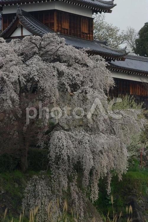 しだれ桜 しだれ桜,桜,お城まつりの写真素材