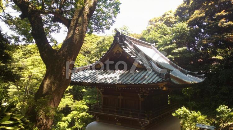 江ノ島神社の新緑と寺の様子 ビル,住宅,何人もありませんの写真素材