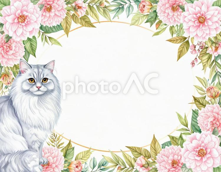 ペルシャ猫と花のフレーム 猫,花,メッセージカードの写真素材