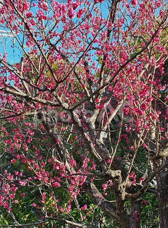 晴れの日のピンクの梅の花 梅の花,晴れ,ピンクの写真素材