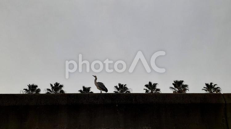 海際のアオサギとヤシの木 アオサギ,春,鳥の写真素材
