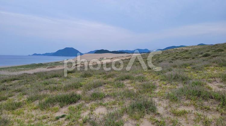 緑の砂丘 緑,砂丘,日本海の写真素材