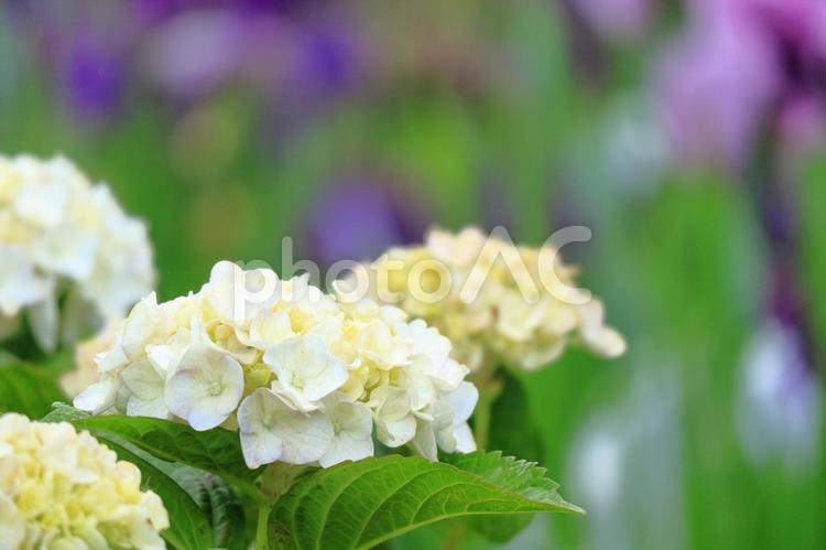 紫陽花と花しょうぶ 自然,緑,新鮮の写真素材
