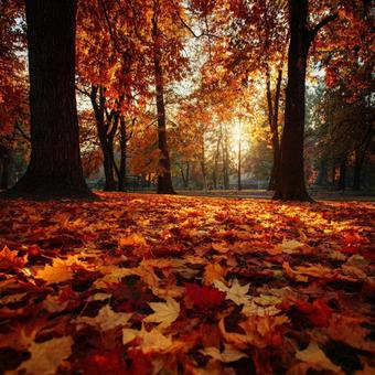 黄金色の光に包まれた秋の公園の写真