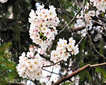 桜 桜 桜,草,緑の写真素材