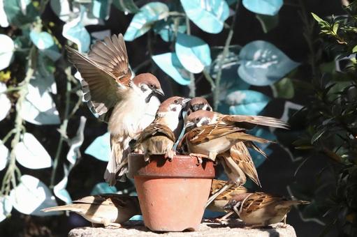 すずめ餌場群れの写真