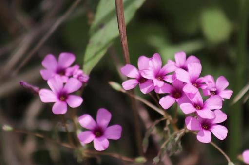ピンク色のイモカタバミの花 ピンク色のイモカタバミの花の写真