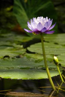 Water lily, JPG Water lily, JPG