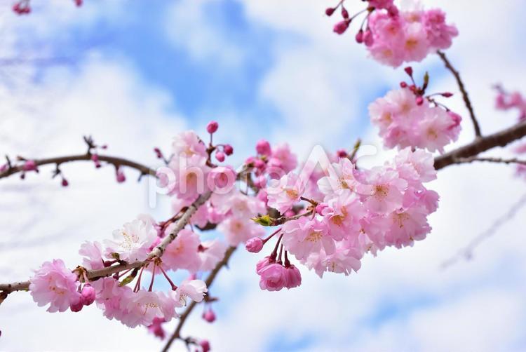 ピンクに咲き誇る満開の桜の花 桜,花,満開の写真素材