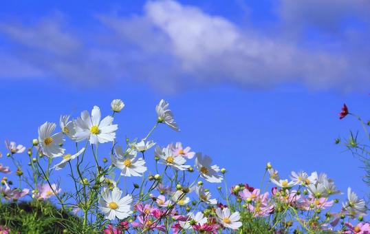 Autumn scenery / White cosmos flowers and blue sky, JPG