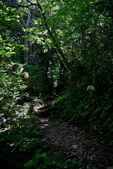 夏の暗い登山道 夏の暗い登山道の写真