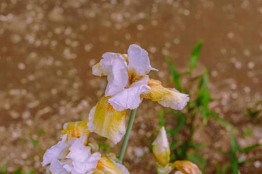 ジャーマンアイリス2ー20 ジャーマンアイリス,屋外,風景の写真素材