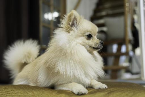 ポメラニアン【生後約8か月】 ポメラニアン,ふわふわ,もふもふの写真素材
