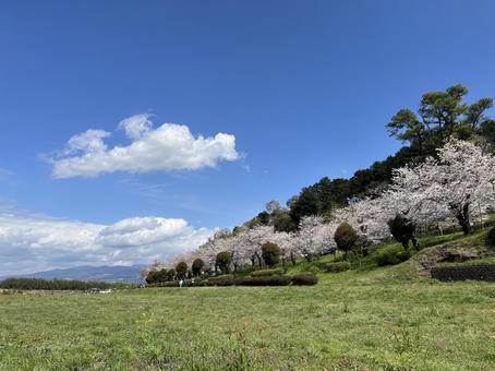 桜 桜の写真