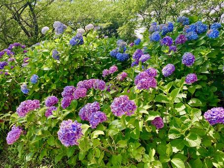 Photo, hydrangea, rainy season, june, 