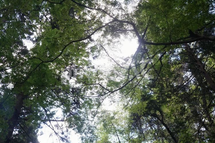 森の風景 高尾山,山,東京の写真素材