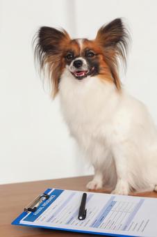 犬と書類とペン 保険,契約,ペット保険の写真素材