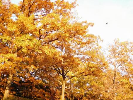 Fall landscape, autumn, yellow, landscape, JPG