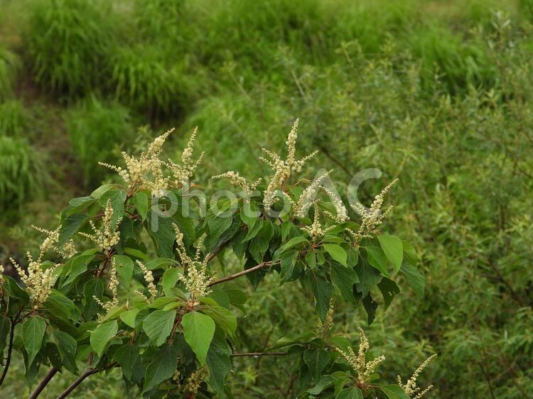 アカメガシワの花 アカメガシワの花,アカメガシワ,赤芽槲の写真素材