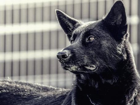黒いワンコ 黒いワンコ 犬,黒い犬,大型犬の写真素材