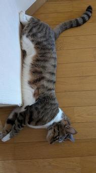 A rescued cat suffering from summer fatigue, JPG A rescued cat suffering from summer fatigue, JPG