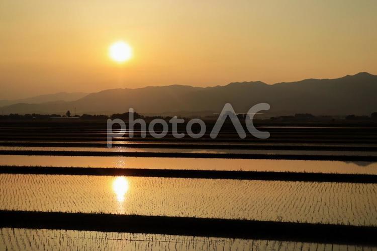 朝焼けと水田と畦道 水田,朝陽,リフレクションの写真素材