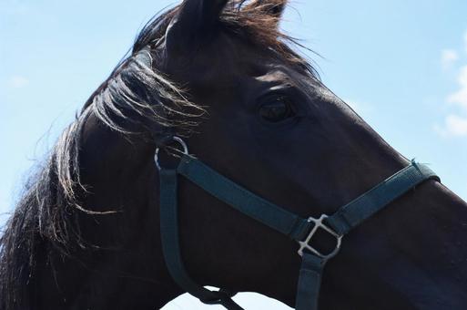 アップの馬顔の写真