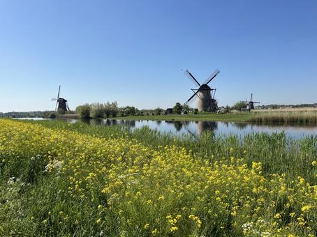 キンデルダイク＝エルスハウトの風車網 キンデルダイク,風車,オランダの写真素材