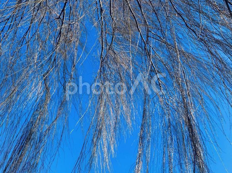 冬の柳と青空 冬,柳,青空の写真素材