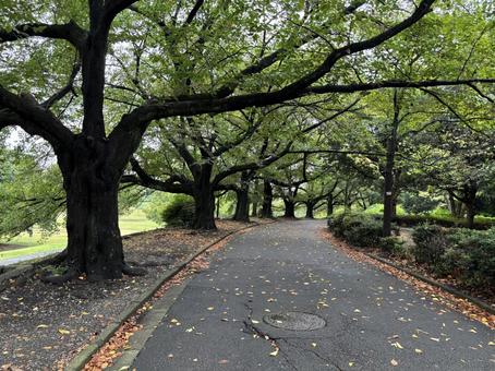 雨あがりの大宮第二公園 雨あがりの大宮第二公園の写真