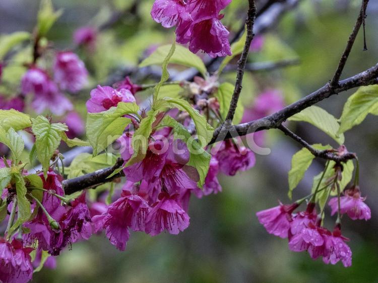 美しい寒緋桜 寒緋桜,桜,お花の写真素材