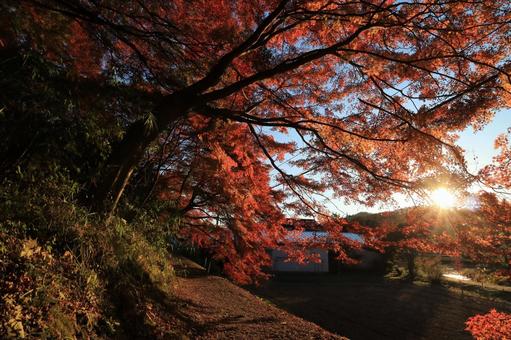 もみじ苑までの道 もみじ苑までの道 もみじ,夕日,風景の写真素材