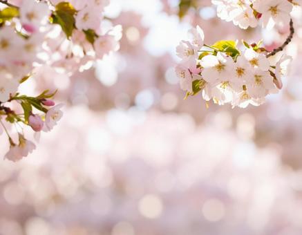 桜のテキストスペース 桜のテキストスペースの写真