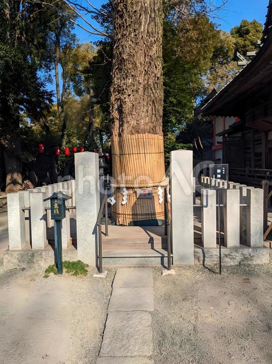 田無神社 御神木 田無神社 御神木 パワースポット,初詣,冬の写真素材