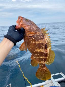 キジハタ キジハタ,アコウ,魚の写真素材