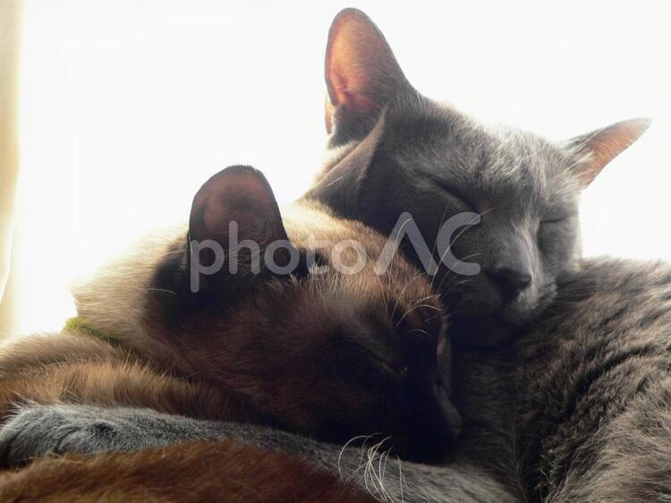 昼寝中のロシアンブルー風雑種 猫,子猫,ペットの写真素材