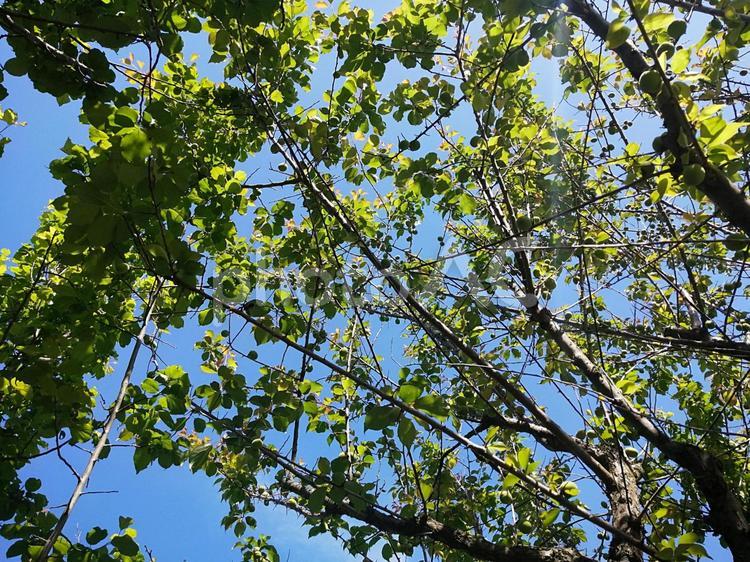 初夏の青梅　ユーチューブ動画編集素材 自然,梅,木の写真素材