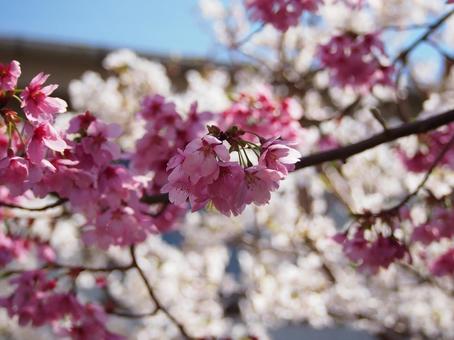 cherry blossoms, JPG cherry blossoms, JPG