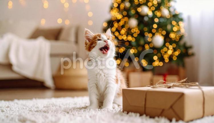 家の中の猫 ねこ,猫,ネコの写真素材